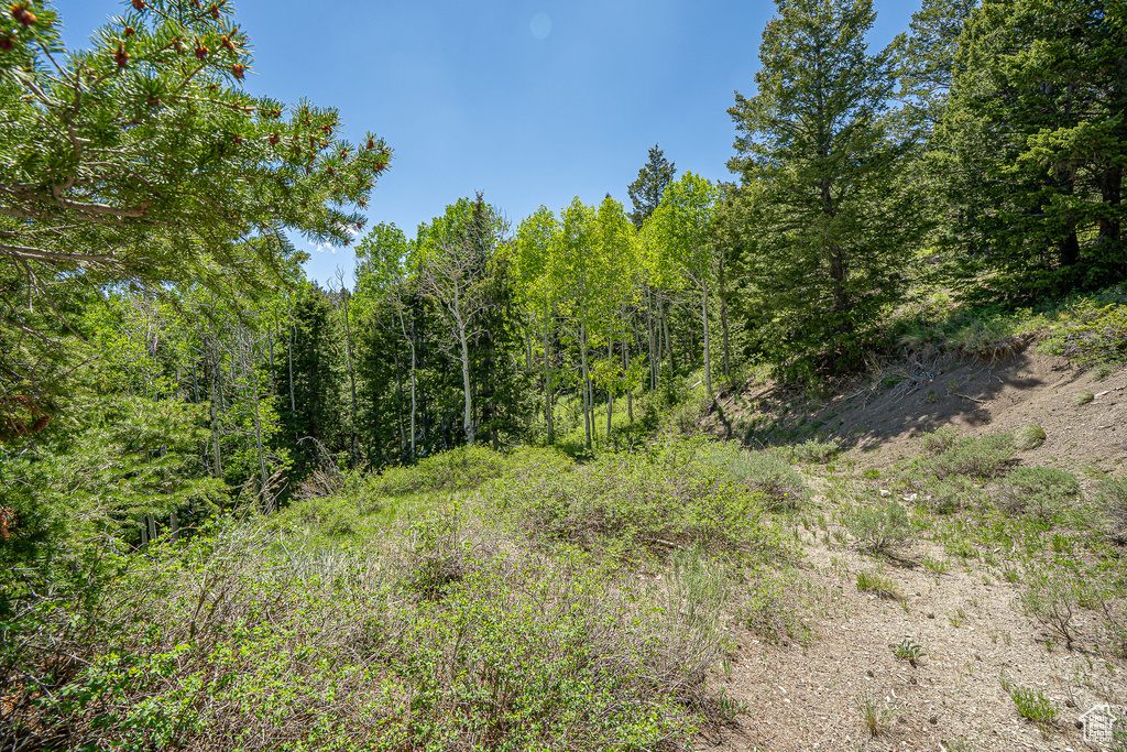 View of tree filled area