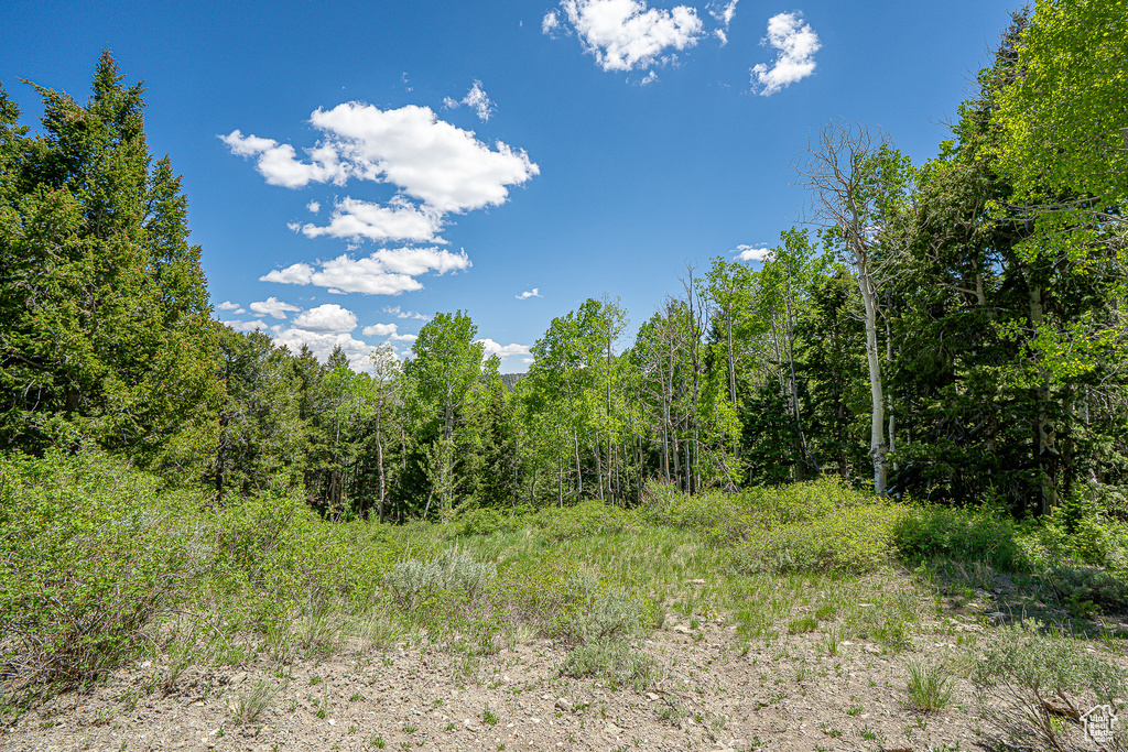 View of tree filled area