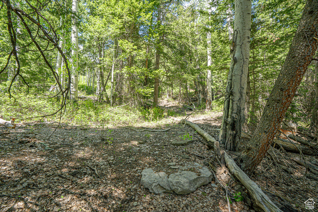 View of woods
