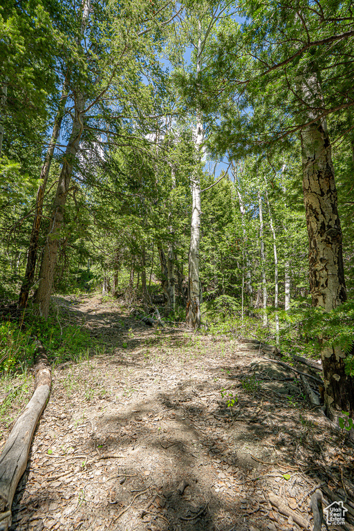 View of local wilderness
