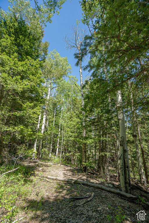 View of woods