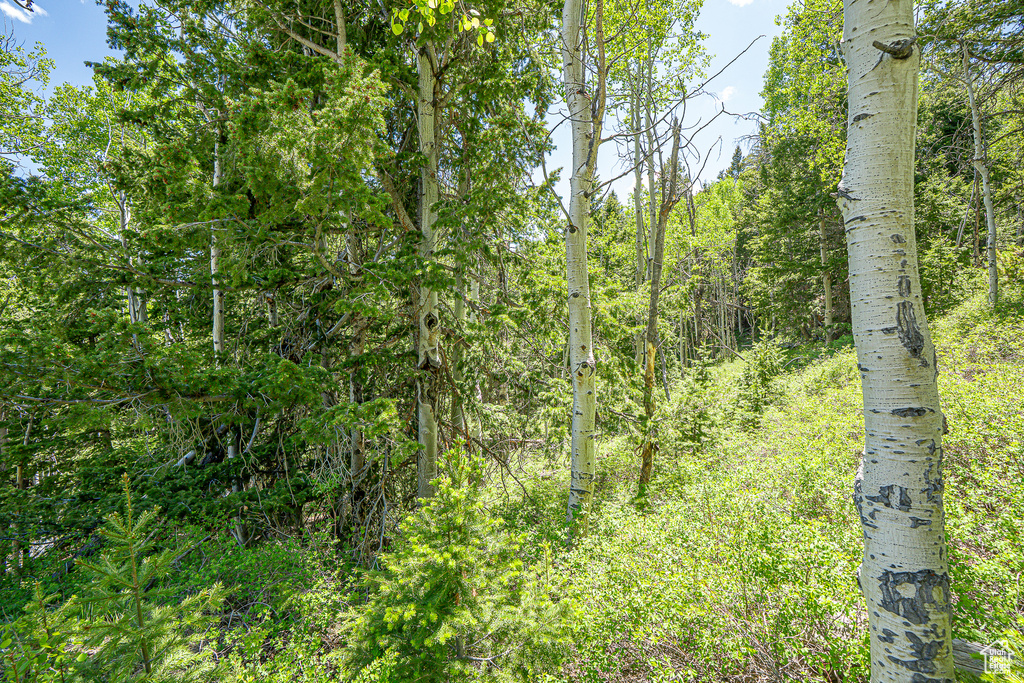 View of tree filled area