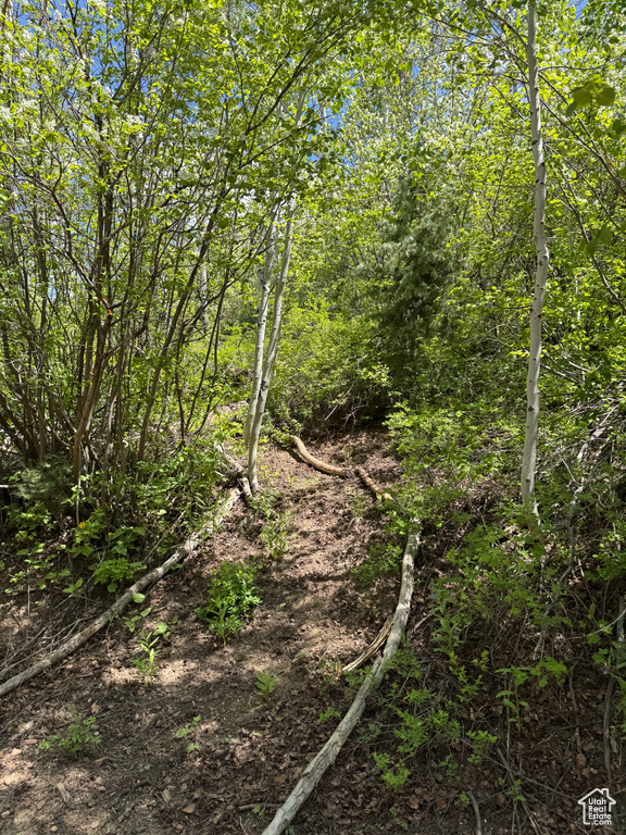 View of local wilderness