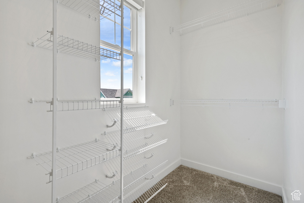 Spacious closet featuring carpet floors