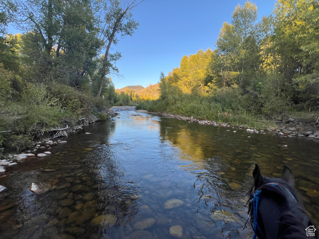 Water view with a forest