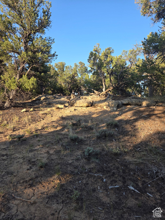 View of local wilderness