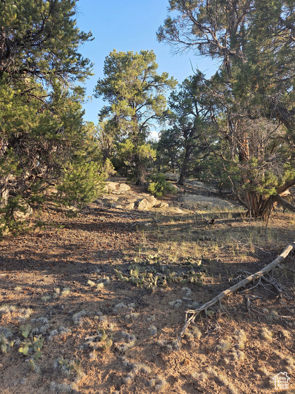 View of local wilderness