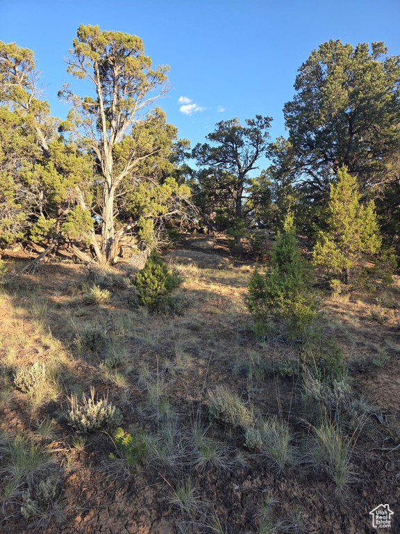 View of local wilderness