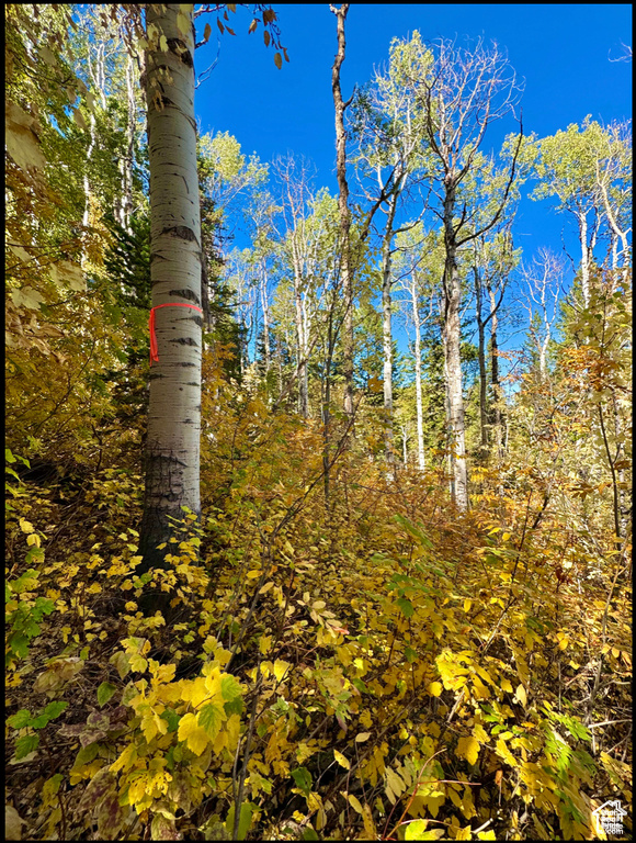View of undeveloped land