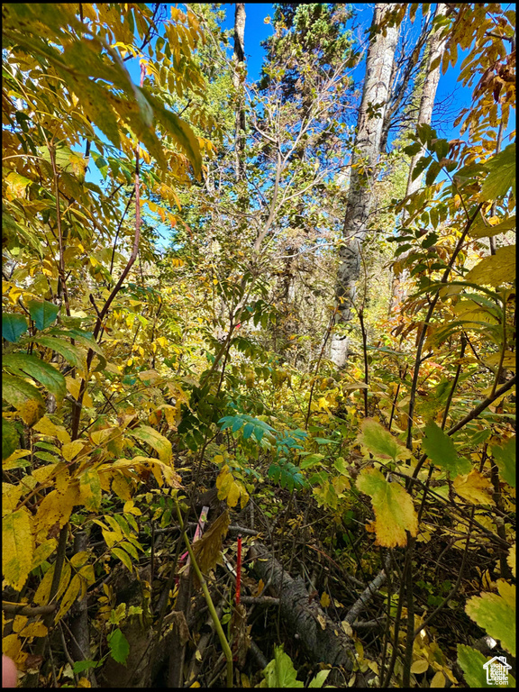 View of nature