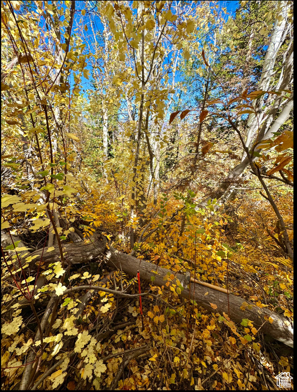 View of undeveloped land