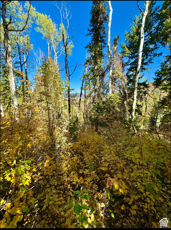 View of local wilderness