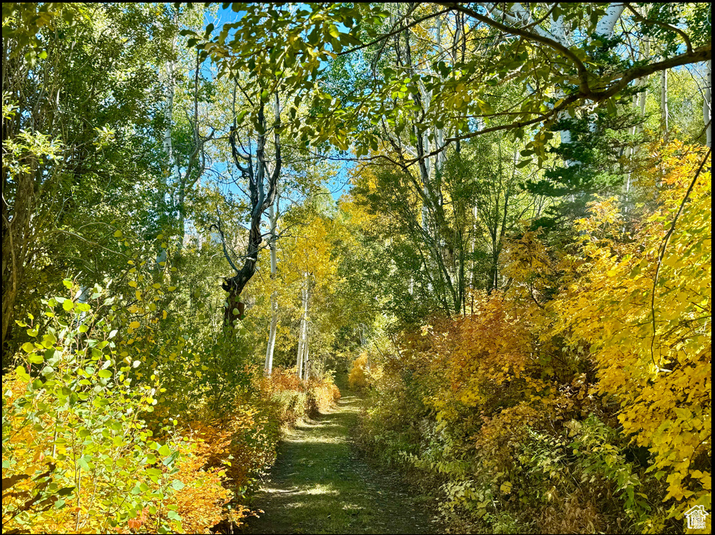 View of tree filled area