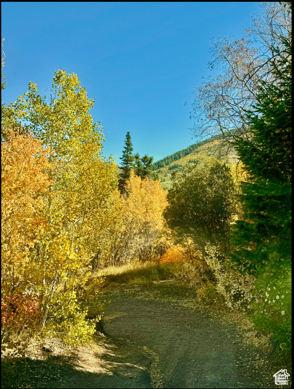 View of local wilderness