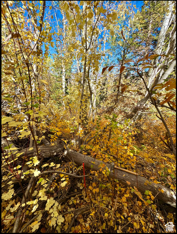 View of local wilderness