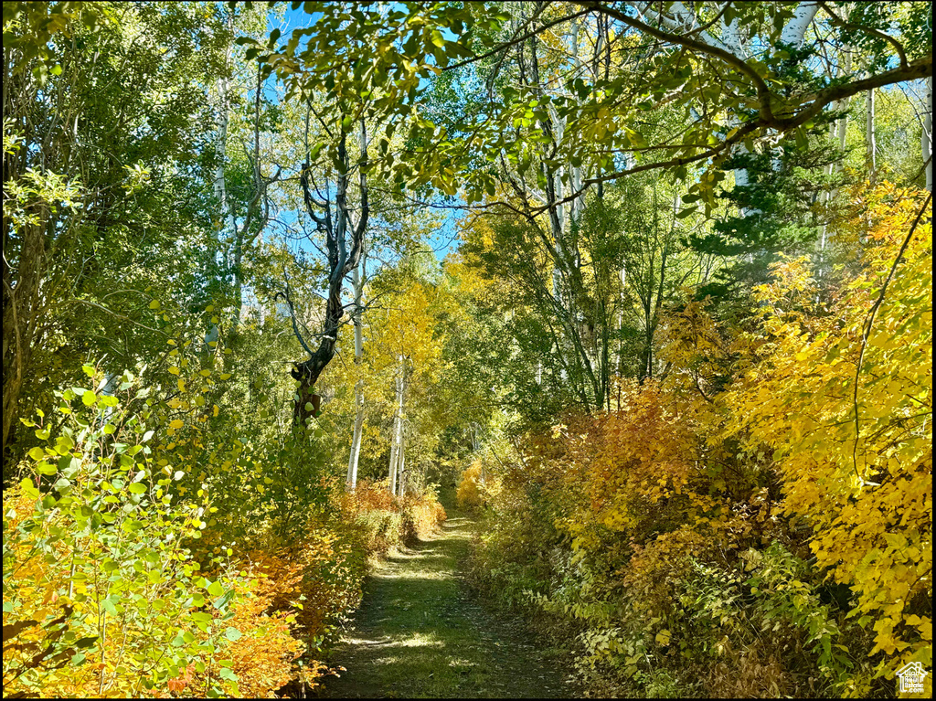 View of wooded area