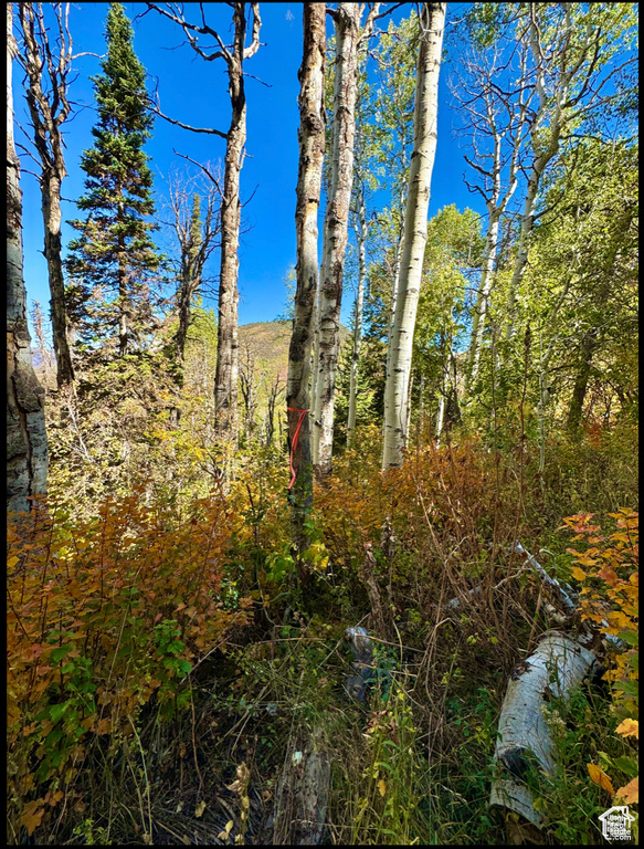 View of tree filled area