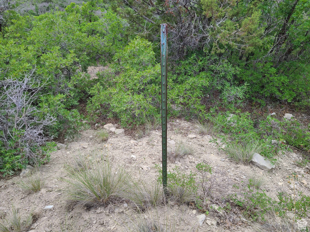 View of local wilderness