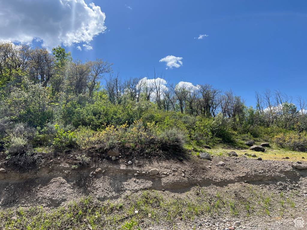 View of local wilderness