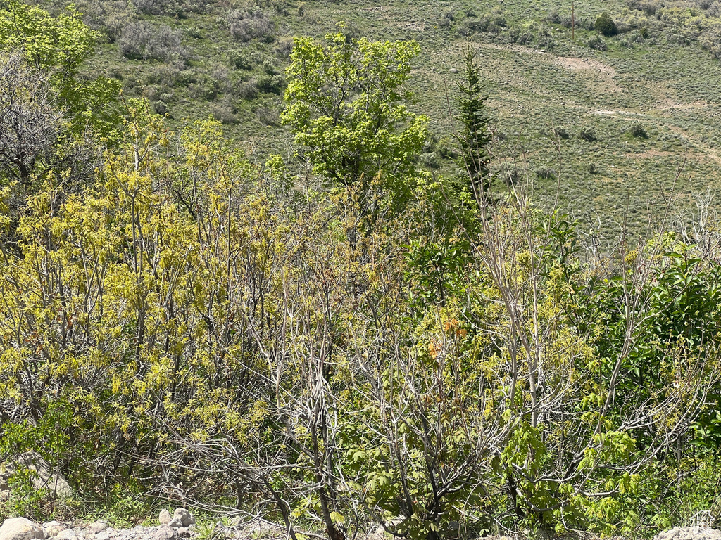 View of tree filled area