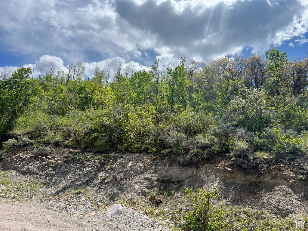 View of local wilderness