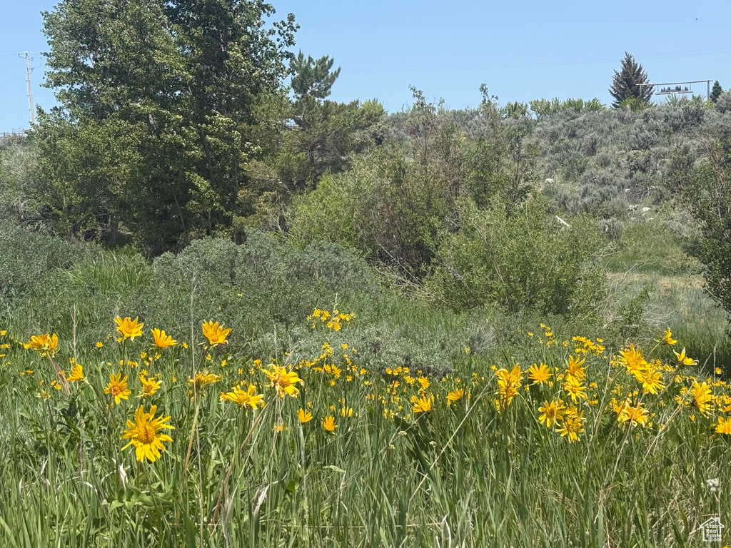 View of local wilderness