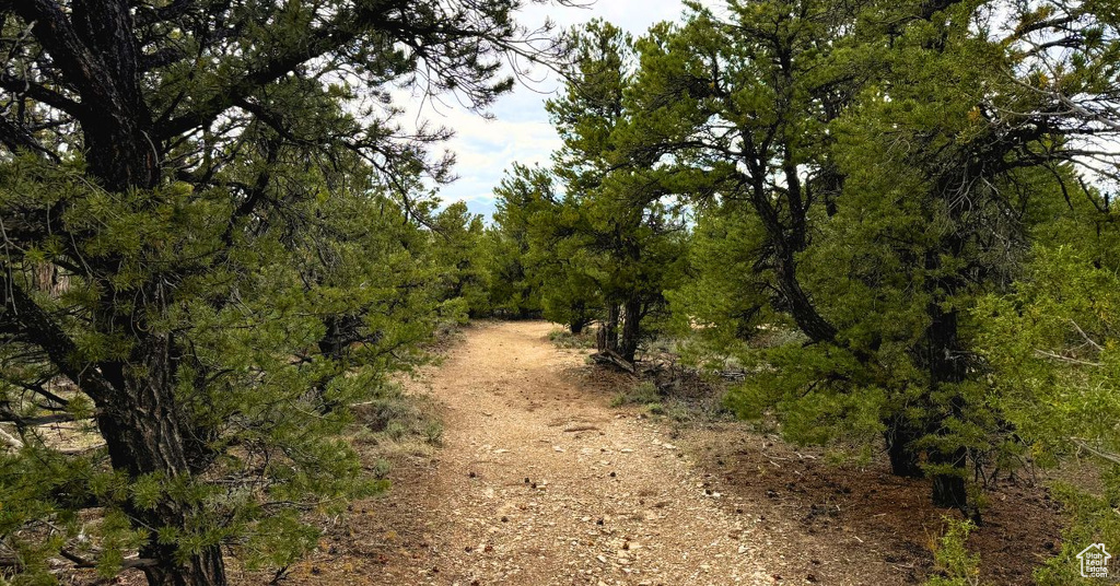 View of woods