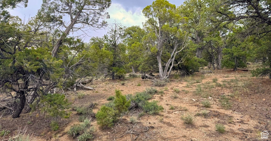 View of local wilderness