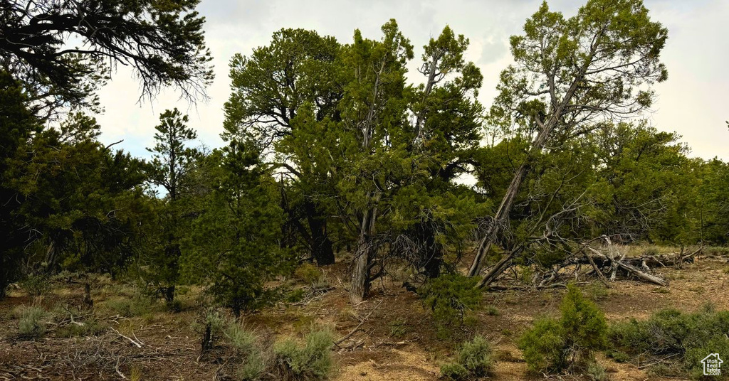 View of local wilderness
