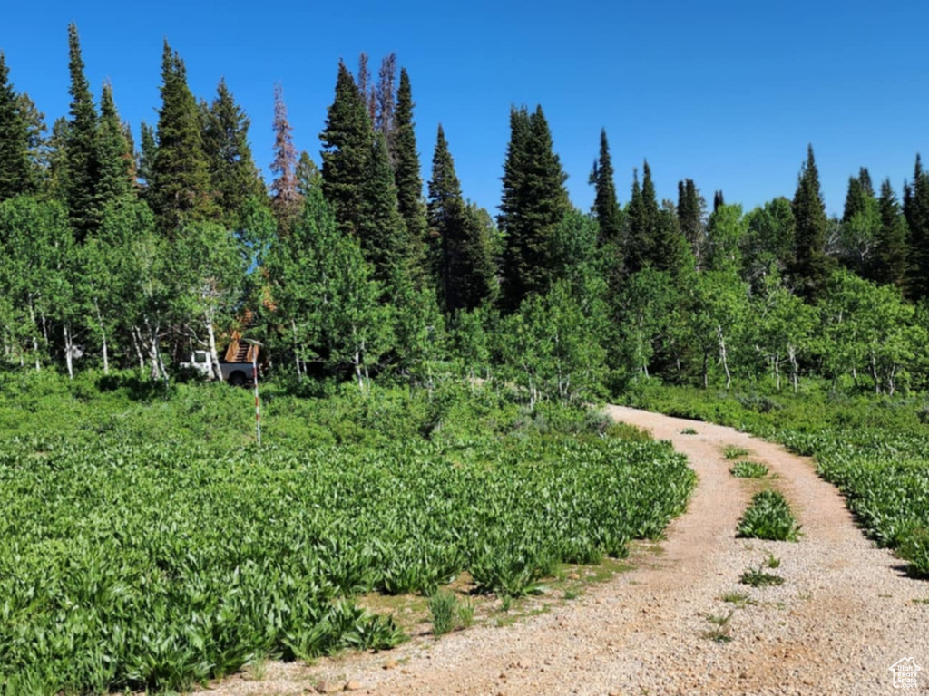 View of yard featuring a wooded view