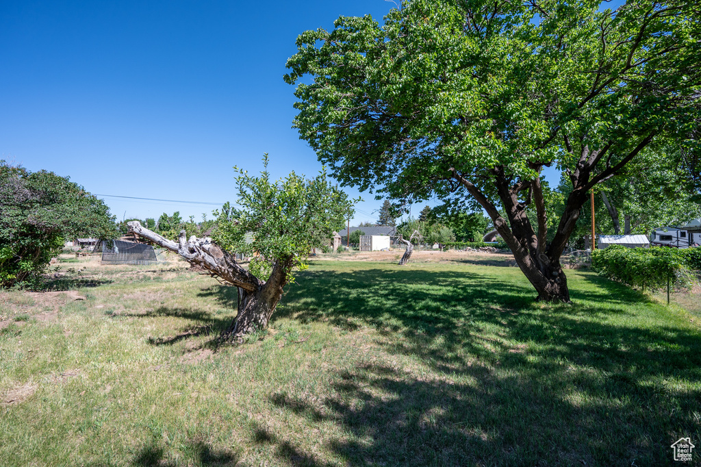 View of green lawn