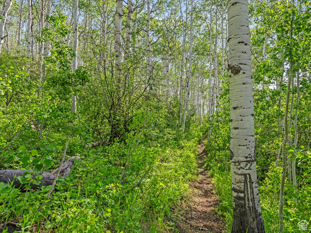 View of wooded area