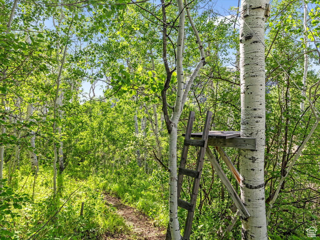 View of local wilderness