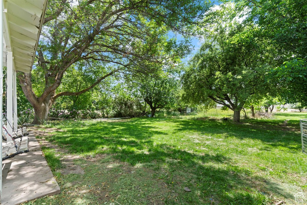 View of grassy yard