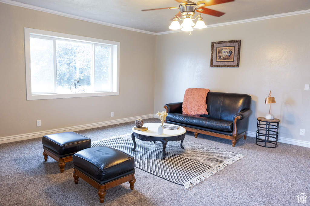 Carpeted living area with a ceiling fan and crown molding