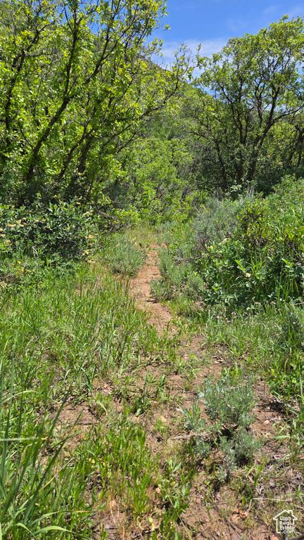 View of wooded area