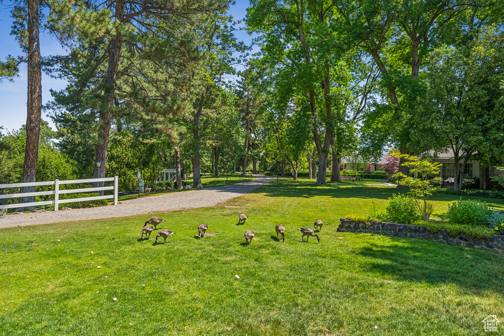 View of yard