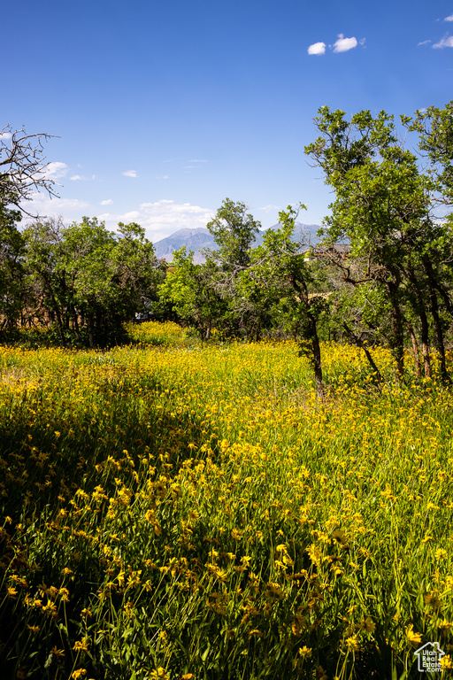 View of local wilderness featuring mountains