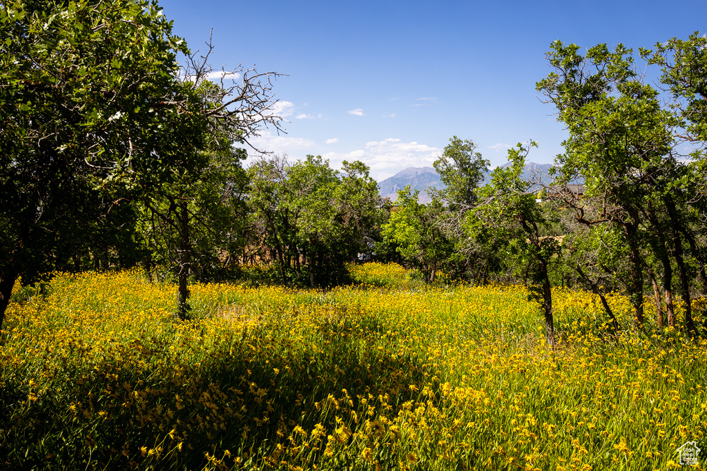 View of nature with a mountain backdrop