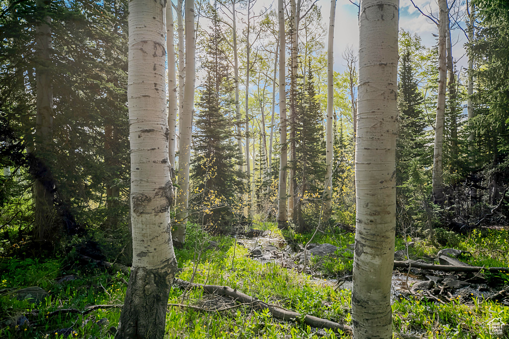 View of local wilderness
