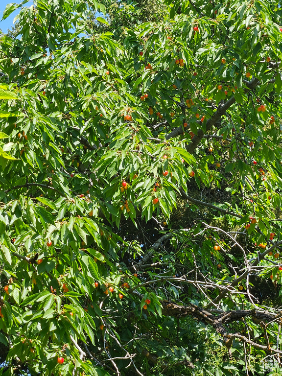 View of nature