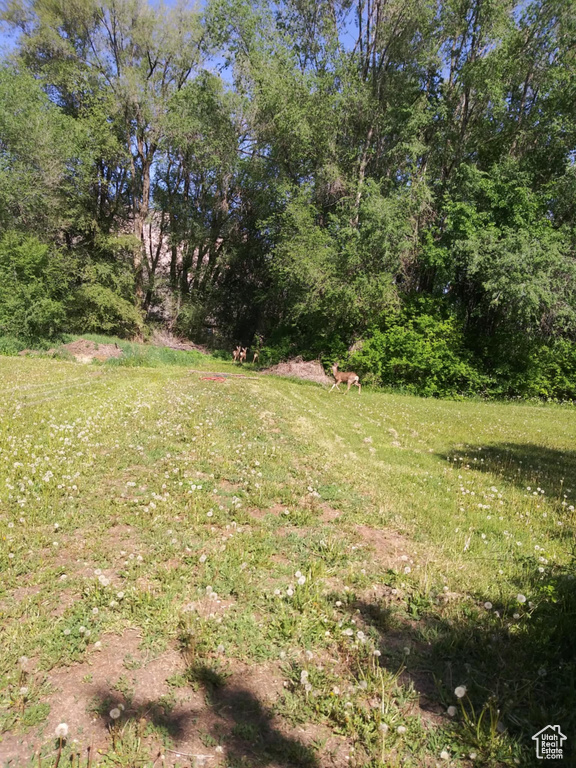 View of grassy yard