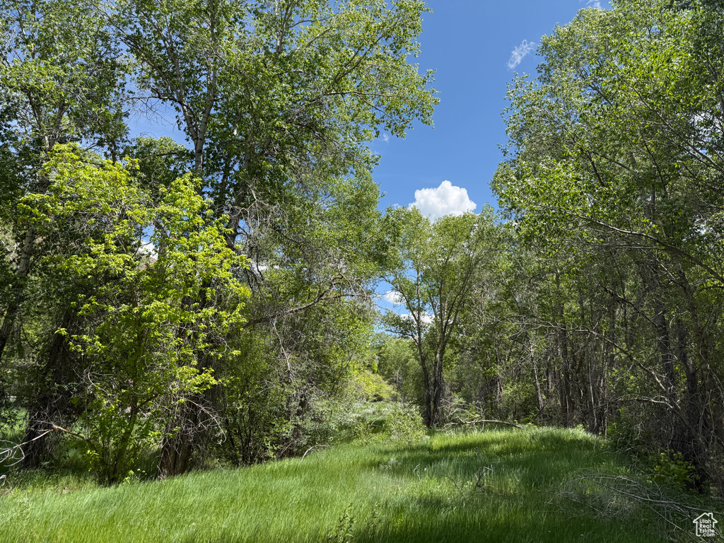 View of tree filled area
