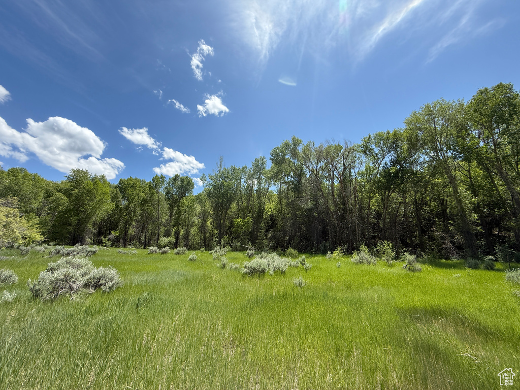 View of nature