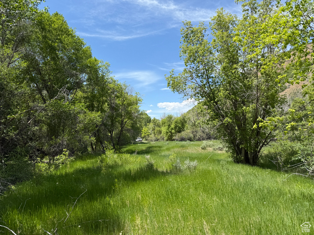 View of woods