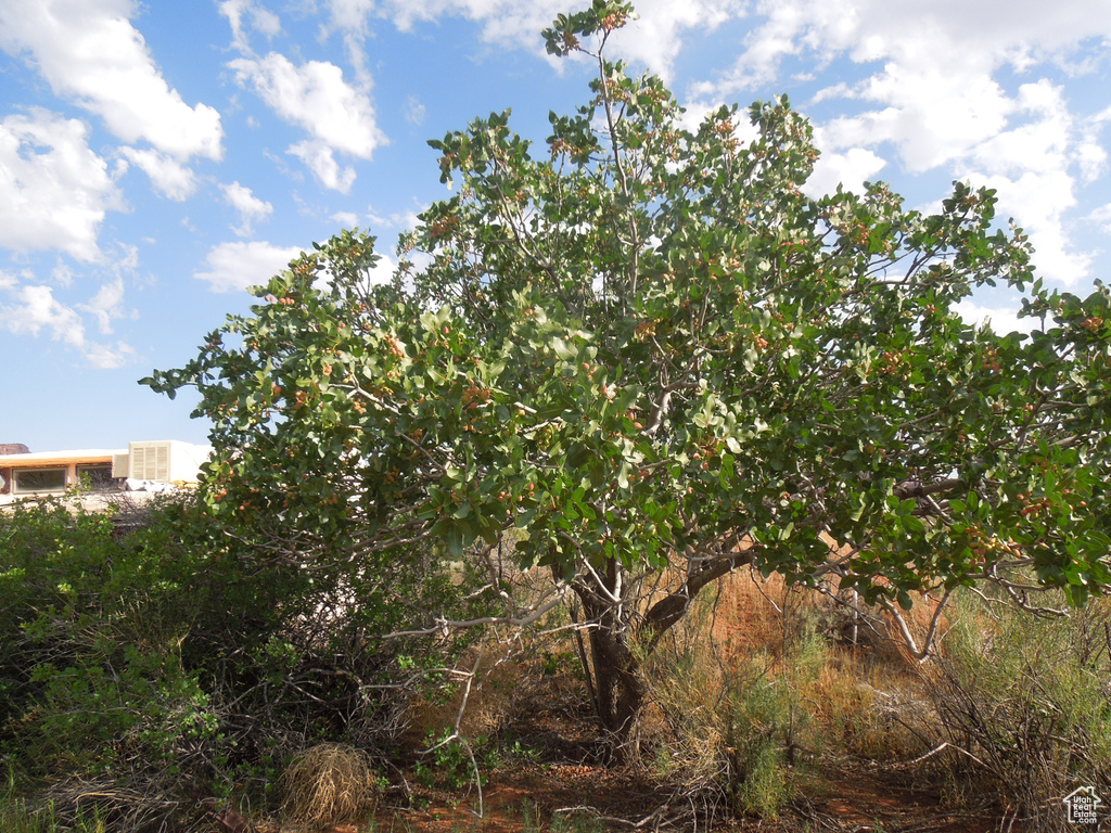View of undeveloped land