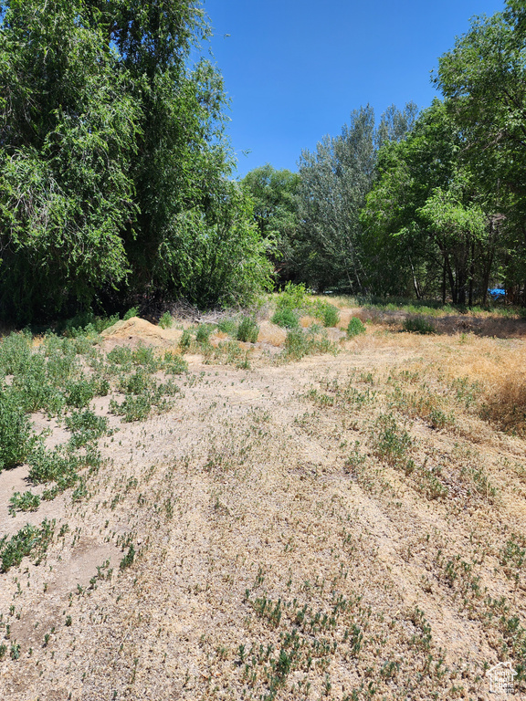 View of local wilderness