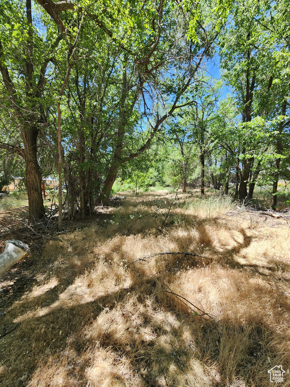 View of local wilderness