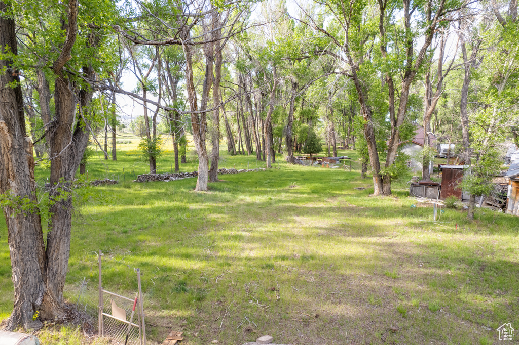 View of grassy yard