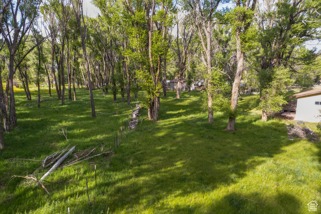 View of grassy yard